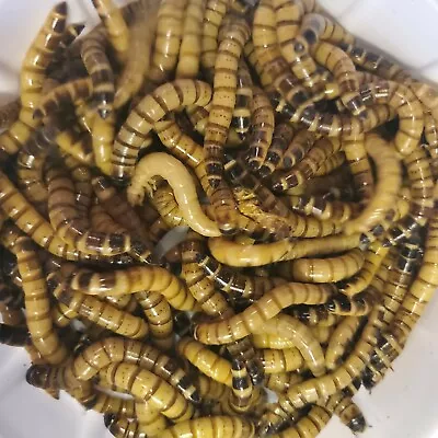 Live Superworms - 100- Large 2  - Reptile Food-Free Shipping • $18.99