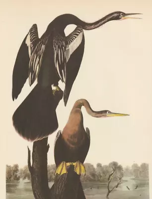 1942 Audubon Art Print 316 Water-Turkey. Vintage Bird Illustration. • $9.49