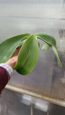 $95 • Buy Orchid Species Phalaenopsis Gigantea