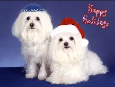 Pet Interfaith Christmas & Hanukkah Cards:Dog Maltese • $8.99