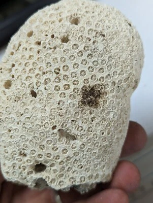 $25 • Buy Large Natural Brain Sponge White Coral Specimen