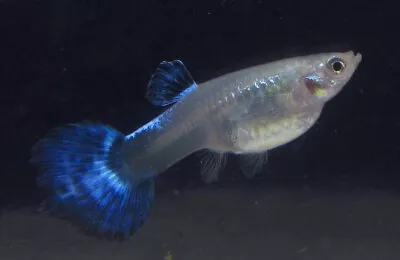 6 Large Blue Female Guppies Guppy Live Freshwater Aquarium Fish • $39.99