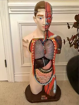 Vintage 1960s Clay Adams Anatomical Model Male Torso Anatomy  • $800