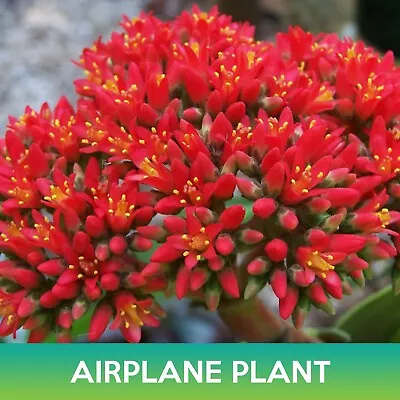 Airplane Plant Seed Crassula Perfoliata Succulent Seeds Combined Shipping • $6.25