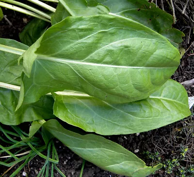 £2.50 • Buy Garden Sorrel (Rumex Acetosa). Forest Garden Perennial Vegetable. 100 Seeds.