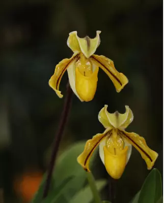 Orchid Species Paphiopedilum Druryi • $69