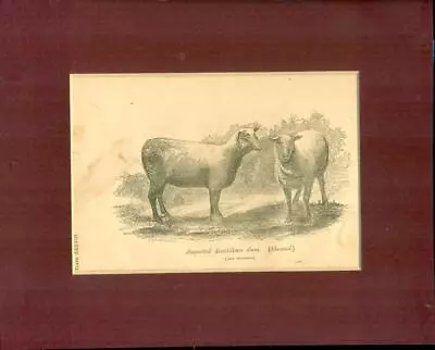 Vintage 1863 Wood Engraving   Imported Southdown Ewes   Matted • $11