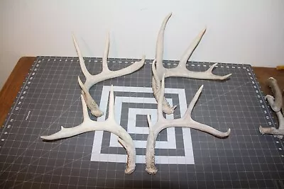 4 #1 Hard White Whitetail Deer Shed Antlers Sheds / Lot Bulk Elk Mule  417 • $65