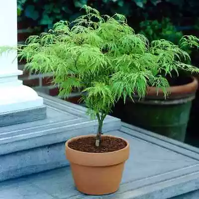 $3.99 • Buy 10 Seeds Green Japanese Maple Tree SEEDS ARE HULLED FOR FASTER GROWTH