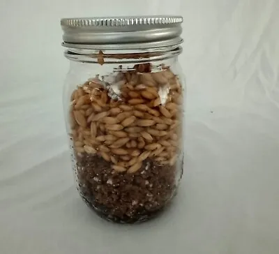 1 PINT Mushroom Jars READY ALL N 1 Sterilized Substrate Grain Grow Fast SHIP [A] • $11.85