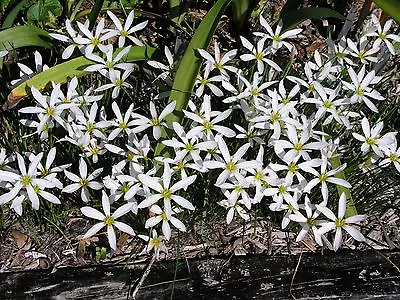 Rain Lily Zephyranthes Candida #01 Narrow Petals 2 Bulbs Habranthus • $18