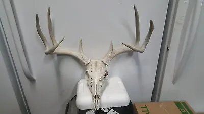 20-6 4x4 WHITETAIL DEER RACK FULL SKULL Mule Elk Shed Antlers Taxidermy Moose • $128