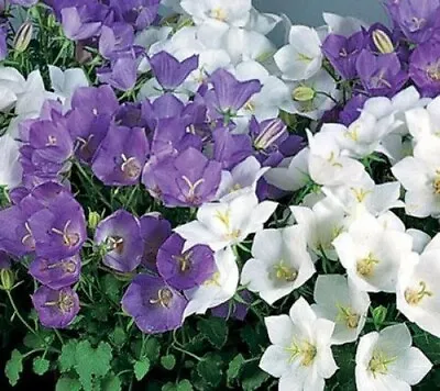 Campanula Carpatica Mixed Bellflower 5100 Seeds • £0.99