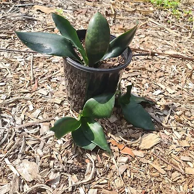 Sansevieria Sub Spicata  Dark Green Red Edge • $14.50