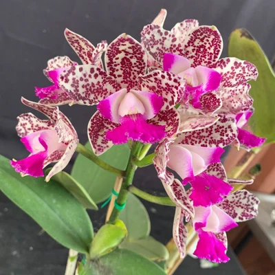 $75 • Buy RON Cattleya Orchid Special Quality Div C. Caudebec Candy 'Ivy' (B207)