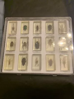 £35 • Buy Real Insects In Resin Collection