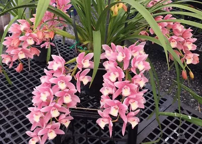 Cascading Cymbidium Orchid -  New Century  ‘Rosie’ 120mm Pot Size Plant • $30