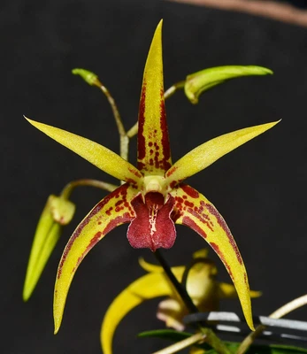 $15 • Buy Orchid -Dendrobium Newbold Regalsheen 'Sunshine' X Speciosum 'Windermere' HCC/AN