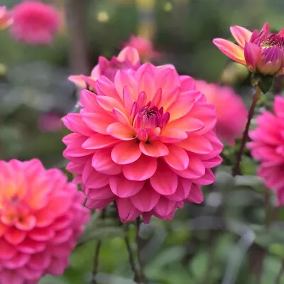 T&M Dahlia Great Silence Garden Flowering Easy To Grow 1 Or 2x Half Hardy Tuber • £12.99