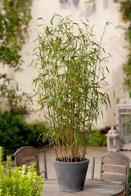 Fargesia Asian Wonder | Upright Evergreen Bamboo Garden Plant In 14cm Pot • £17.99