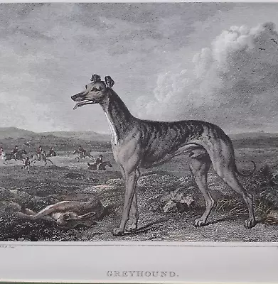 Coursing Greyhound Dog Print After Reinagle • £20