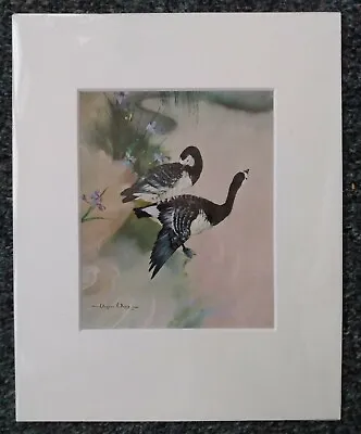 Vernon Ward Barnacle Geese Vintage Picture - 8 X10  Mounted Art Print • $7.39