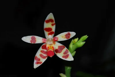 $50 • Buy Orchid Phalaenopsis Maculata X Phal.honghenensis