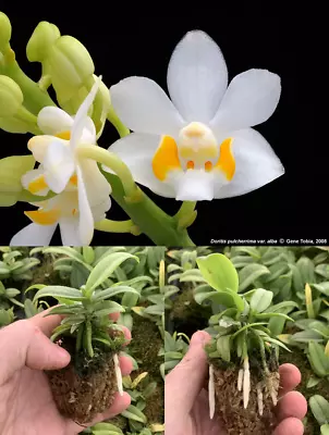 $25 • Buy RON Orchid Phalaenopsis Phal. Pulcherrima Alba SPECIES RARE 40mm Pot Size 