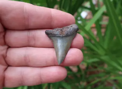 1.69  Extinct Mako Shark Fossil Tooth Florida • $14.99