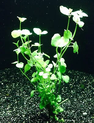 BUY 2 GET 1 FREE Mint Charlie (Micromeria Brownei) Live Aquarium Plants • $6.79