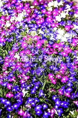 TRAILING LOBELIA CASCADE MIX - 3600 Seeds - Lobelia String  - BALCONY FLOWER • £1.99