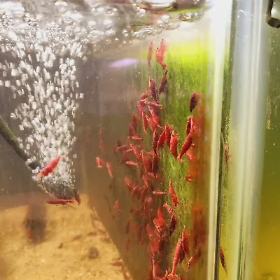 10+2 Red Cherry Shrimp- Freshwater Neocaridina Aquarium Shrimp. Live Guarantee • $26.95