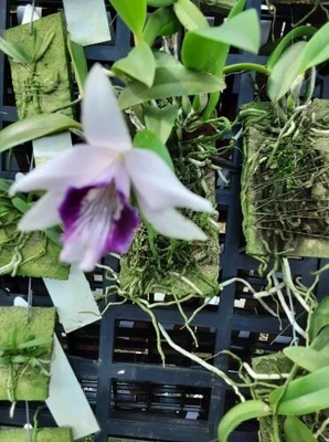 $60 • Buy Orchid Species-Laelia Dayana Coerulea-Brazil