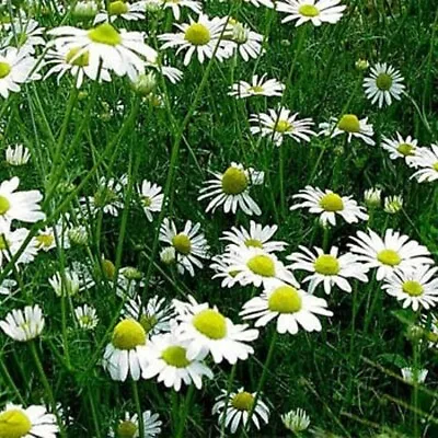  Chamomile Officinalis  Zloty Lan  10 000 Seeds + 4  FREE REUSABLE PLANT LABEL • £1.85