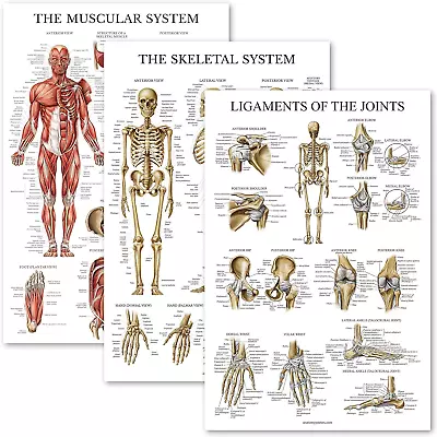 3 Pack - Muscle + Skeleton + Ligaments Of The Joints Anatomy Poster Set - Muscul • $28.13