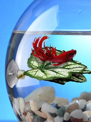 Betta Fish Leaf Pad With Suction Cup Fish Hammock Aquarium Fish Tank Decoration • $8.36