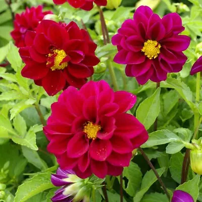 Dahlia- Opera- Violet- 15 Seeds - - BOGO 50% Off SALE • $3.79