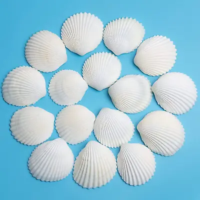 30PCS Sea Shells 1.5''-2'' White Small Sea Shells For Shells For Crafts Crafts • $8.99