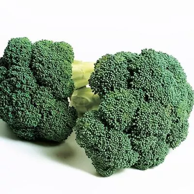 BROCCOLI Marathon F1 4 Seeds HYBRID Vegetable Garden AUTUMN WINTER Cool Season • $4.99