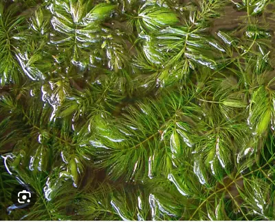 OXYGENATING POND PLANTS X 10 STRANDS HORNWORT CERATOPHYLLUM DEMERSUM FISH TANK • £6