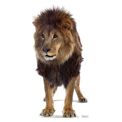 LION African Big Cat Lifesize CARDBOARD CUTOUT Standee Standup Poster Prop F/S • £48.16