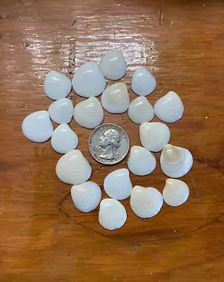 Set Of 20 Finely Polished Small Quahog Clam Shells • $8