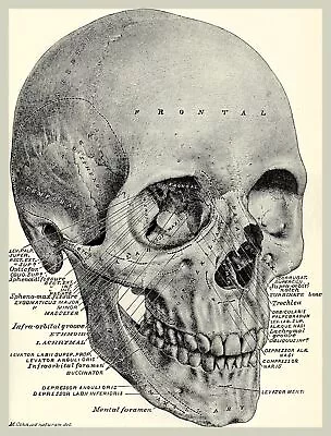 11527.Decorative Poster.Wall Art Decor.Human Skull.Medical.Doctor Office • $60