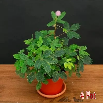 Mimosa Pudica Live Plant Sensitive Unusual Tropical Pink Flowering 4  Pot Size • $59.95