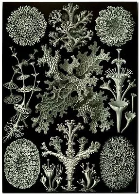 ERNST HAECKEL CANVAS PRINT Art Nouveau Botany Lichen 8 X 10  Lichenes • $7.33