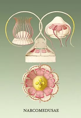 Jellyfish: Narcomedusae By Ernst Haeckel - Art Print • $196.99