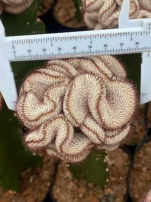 Mammillaria Perezdelarosae Var Andersoniana- Crested - Grafted 7-8 • $59.98