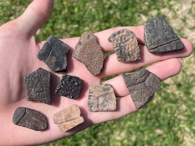 $19.99 • Buy Florida Fossil Turtle Shells LOT OF 10 Pleistocene Mammoth Age Bone