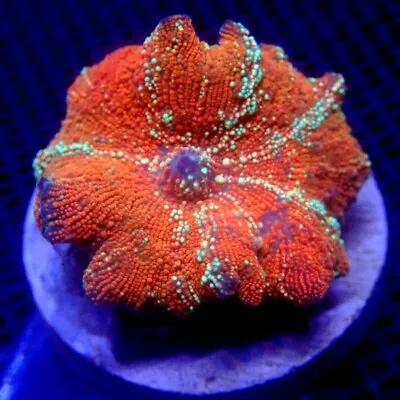 Ultra Red Discosoma Mushroom Coral Large WYSIWYG IC 3263 - Indigo Corals • $68