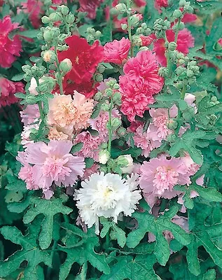 Hollyhock Majorette Mixed 250 Flower Seeds Perennial Flower • £2.59